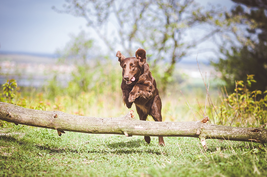 Flat Coated Retriever Anajsela