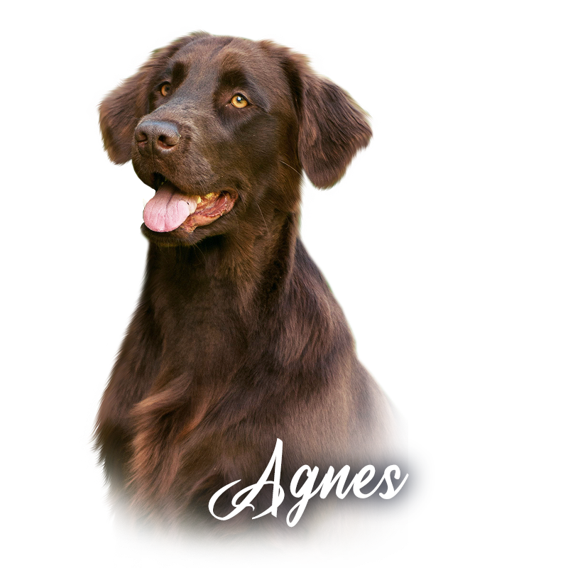 Flat Coated Retriever Agnes Brown Sugar ANAJSELA