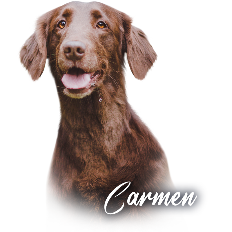 Flat Coated Retriever Carmen Jolly Subri