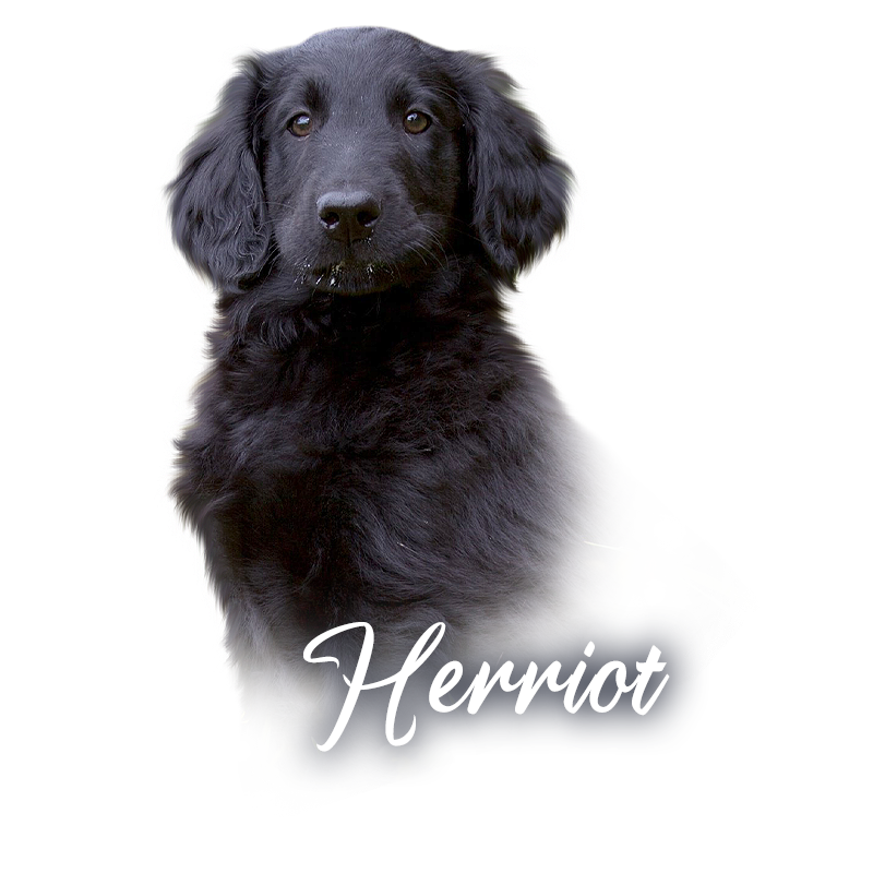 Flat Coated Retriever Glenturret FAT RASCAL