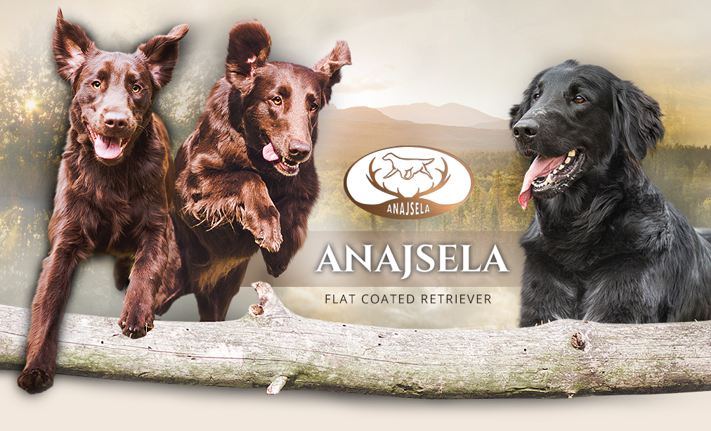 Flat Coated Retriever Anajsela