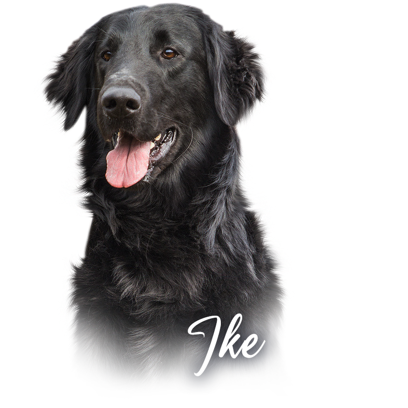 Flat Coated Retriever VCh CZ Black Ice Rose BOHEMIAN ARISTON