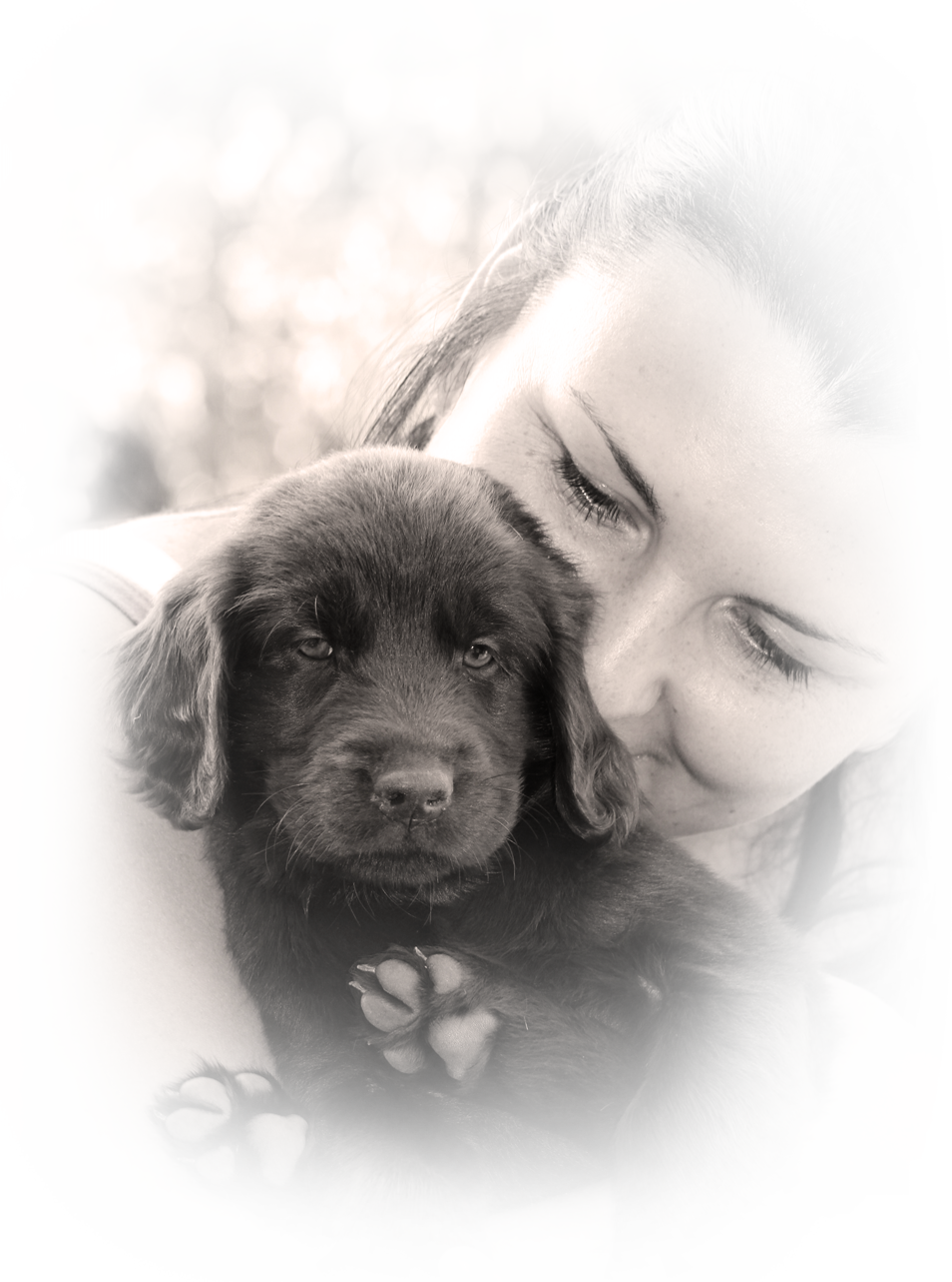 Flat Coated Retriever Anajsela