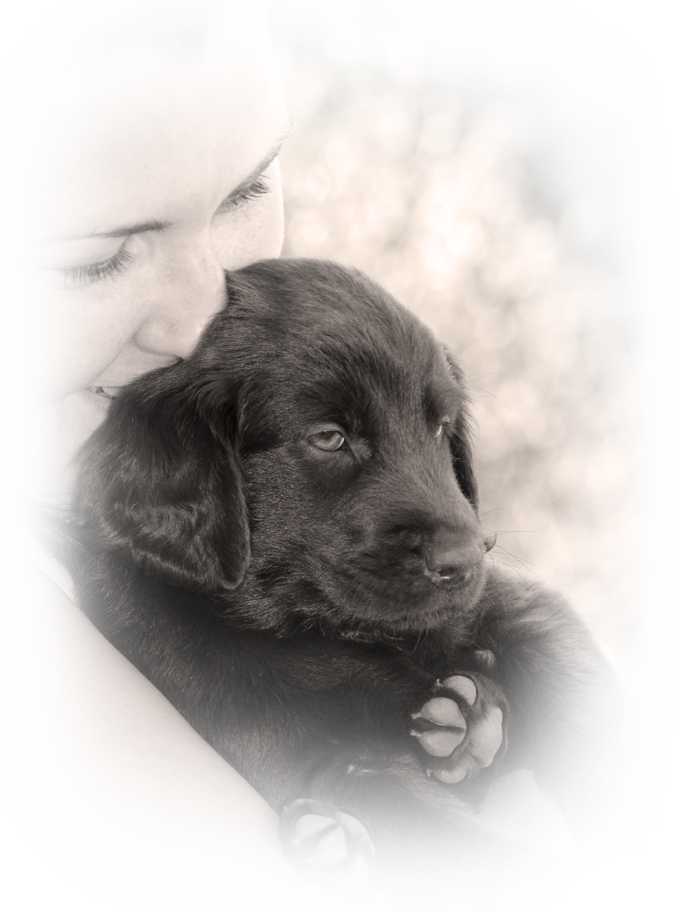 Flat Coated Retriever Anajsela