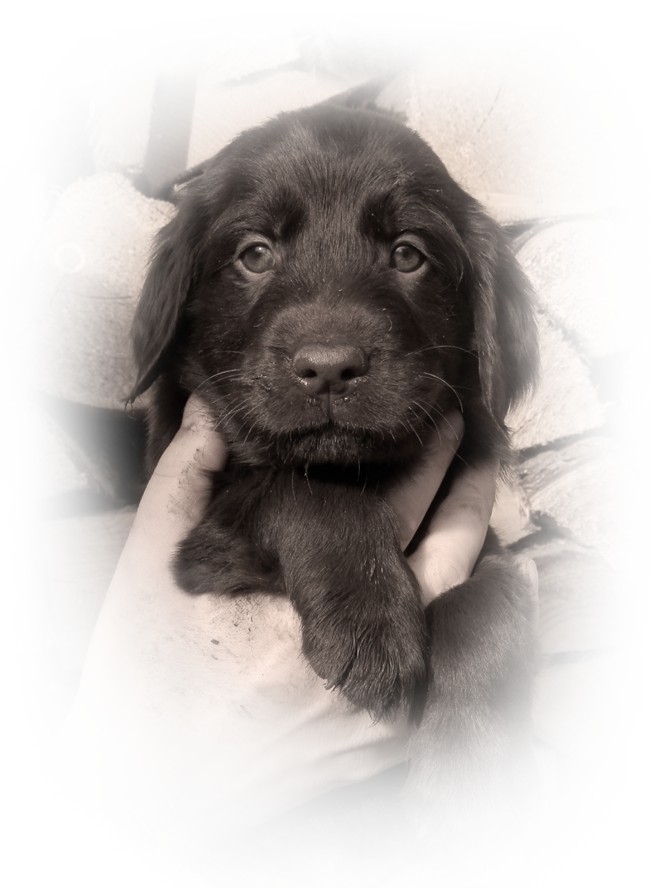 Flat Coated Retriever Anajsela