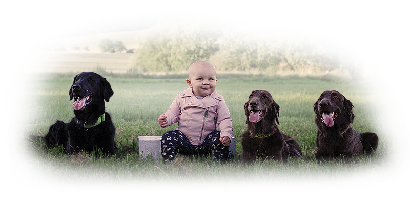 Flat Coated Retriever Anajsela