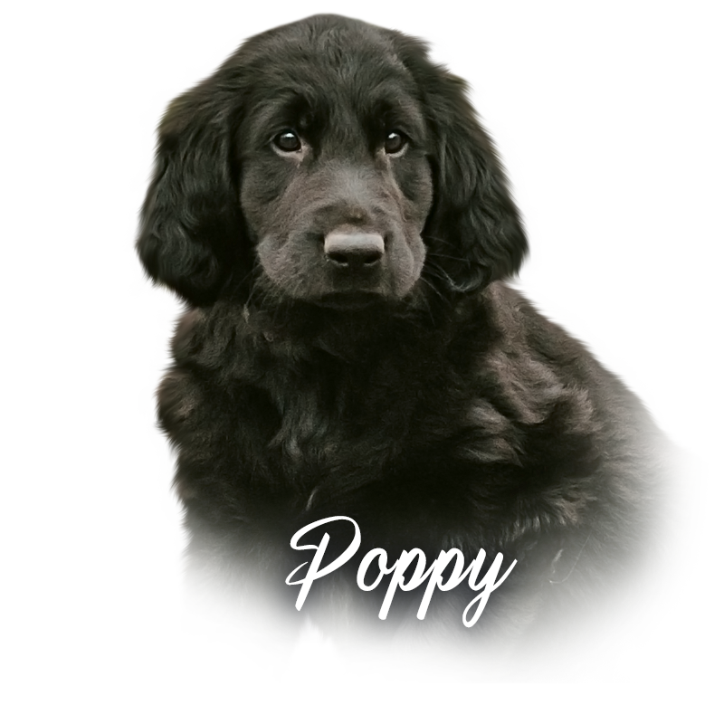 Flat Coated Retriever POPPY FOR CASPERS z Mokré Hory